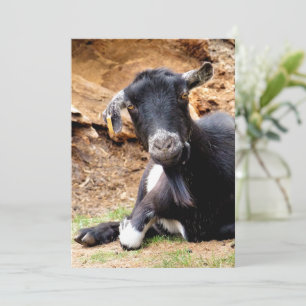 CUTE LITTLE GOAT Invitation