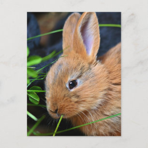 Cute Little Golden Bunny Briefkaart