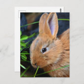 Cute Little Golden Bunny Briefkaart (Voorkant / Achterkant)