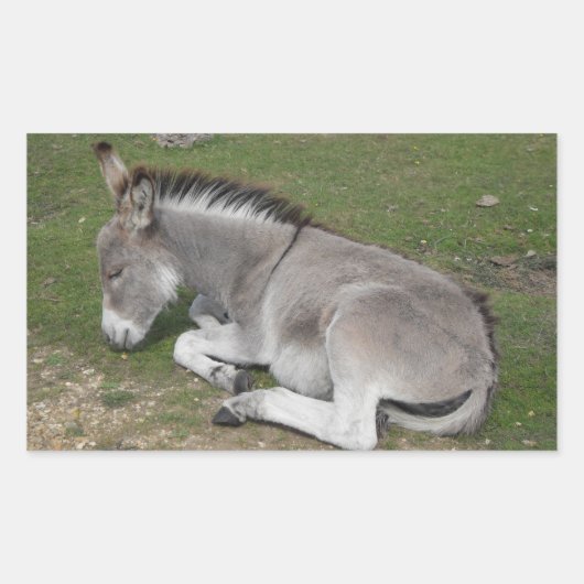 Cute Little Grey Donkey Baby Foal Slaping Rechthoekige Sticker (Voorkant)