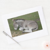 Cute Little Grey Donkey Baby Foal Slaping Rechthoekige Sticker (Envelop)
