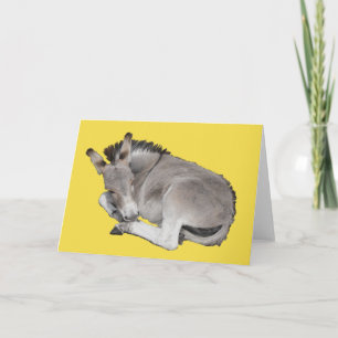 Cute Little Grey Donkey Foal Kaart