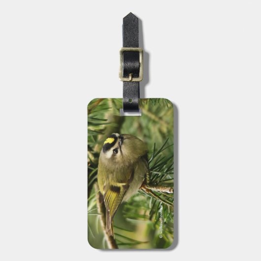 Cute Little Kinglet veroorzaakt een Stir in de Fir Bagagelabel (Voorkant verticaal)