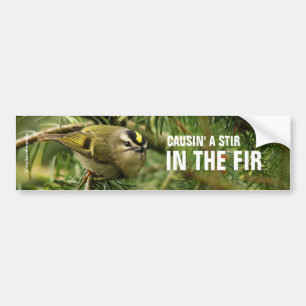 Cute Little Kinglet veroorzaakt een Stir in de Fir Bumpersticker
