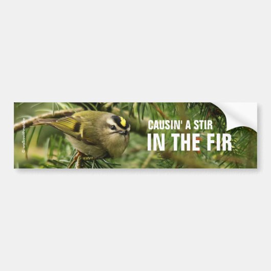Cute Little Kinglet veroorzaakt een Stir in de Fir Bumpersticker (Voorkant)