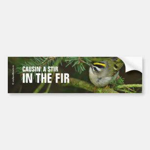 Cute Little Kinglet veroorzaakt een Stir in de Fir Bumpersticker