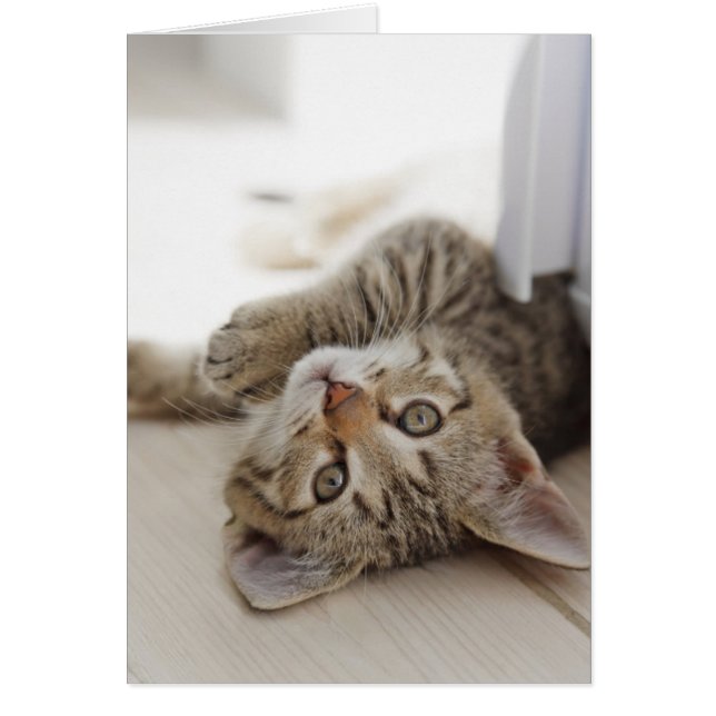 Cute Little Kitten (Voorkant)
