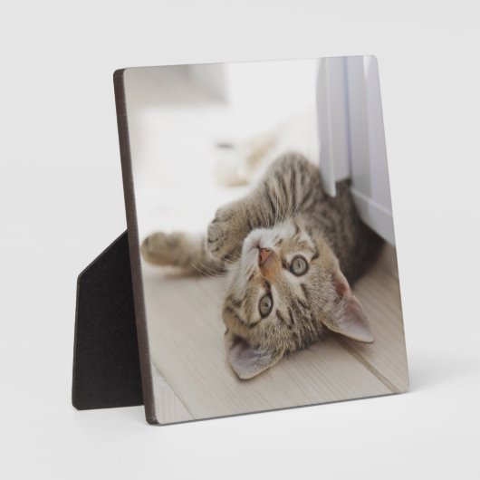 Cute Little Kitten Fotoplaat (Voorkant)