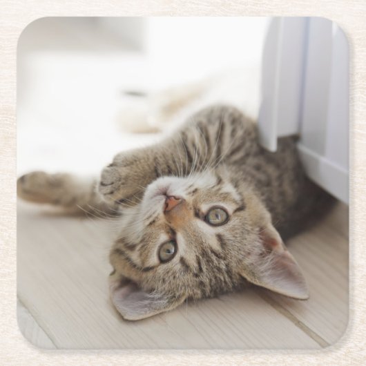 Cute Little Kitten Kartonnen Onderzetters (Voorkant)