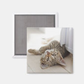 Cute Little Kitten Magneet (Voorkant / Achterkant)