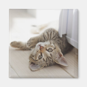 Cute Little Kitten Magneet
