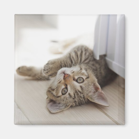 Cute Little Kitten Magneet (Voorkant)