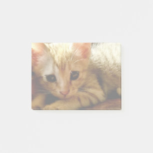 Cute Little Kitten Post-it® Notes