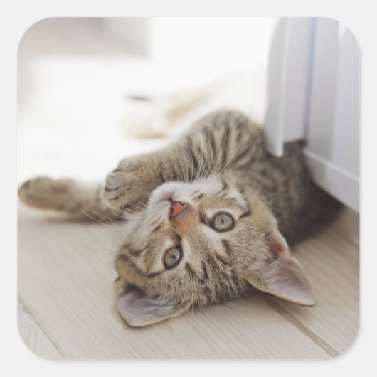 Cute Little Kitten Vierkante Sticker (Voorkant)