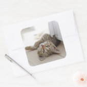 Cute Little Kitten Vierkante Sticker (Envelop)