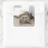 Cute Little Kitten Vierkante Sticker (Tas)