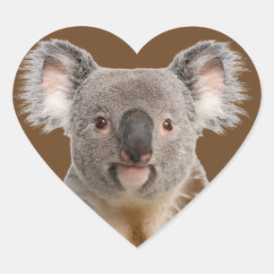 Cute Little Koala Beer Australian Animal Hart Sticker