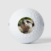 CUTE LITTLE MEERKAT GOLFBALLEN (Voorkant)