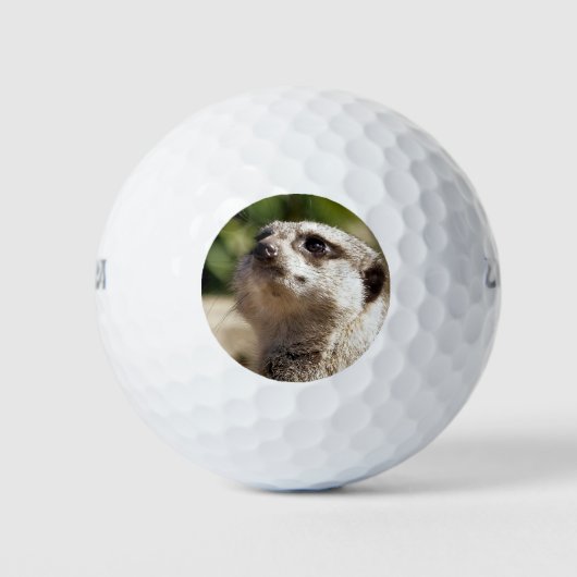 CUTE LITTLE MEERKAT GOLFBALLEN (Voorkant)
