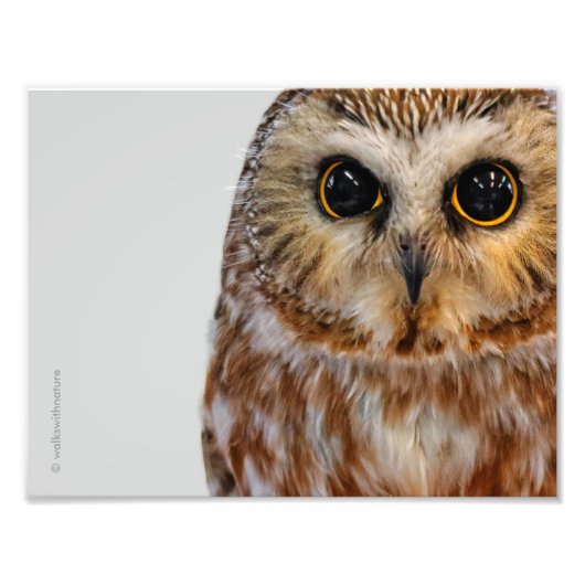 Cute Little Northern Saw Whet Owl Foto Afdruk (Voorkant)