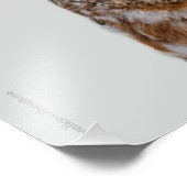 Cute Little Northern Saw Whet Owl Foto Afdruk (Hoek)