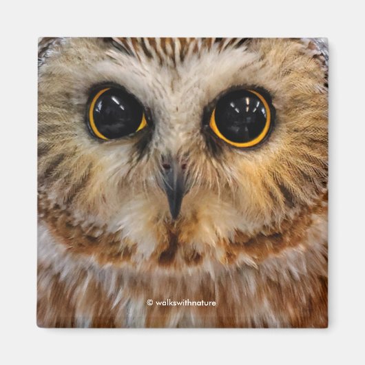 Cute Little Northern Saw Whet Owl Magneet (Voorkant)