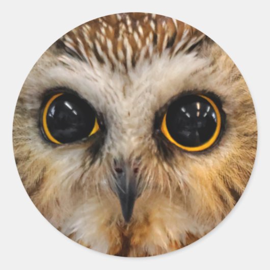 Cute Little Northern Saw Whet Owl Ronde Sticker (Voorkant)
