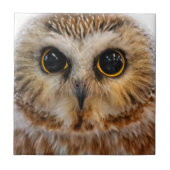 Cute Little Northern Saw Whet Owl Tegeltje (Voorkant)