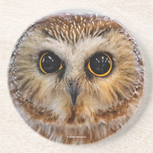 Cute Little Northern Saw Whet Owl Zandsteen Onderzetter (Voorkant)