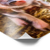 Cute Little Piglet Poster (Hoek)