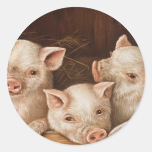 Cute little piglets in a barn at the farm ronde sticker