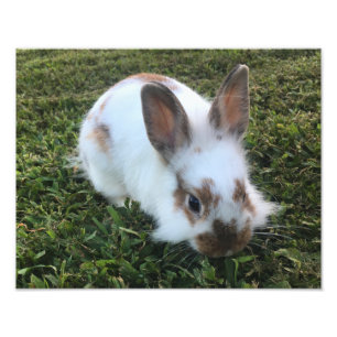 Cute Little Rabbit in the Grass Photo Print Foto Afdruk