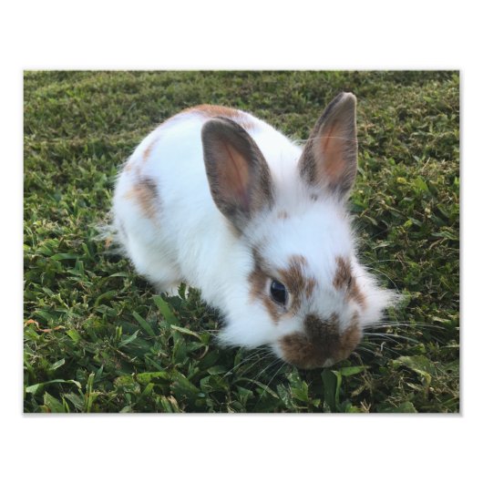 Cute Little Rabbit in the Grass Photo Print Foto Afdruk (Voorkant)