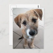 Cute Little Sad Dog Briefkaart (Voorkant / Achterkant)