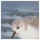 Cute Little Sanderling at the Beach Stof (Close Up)