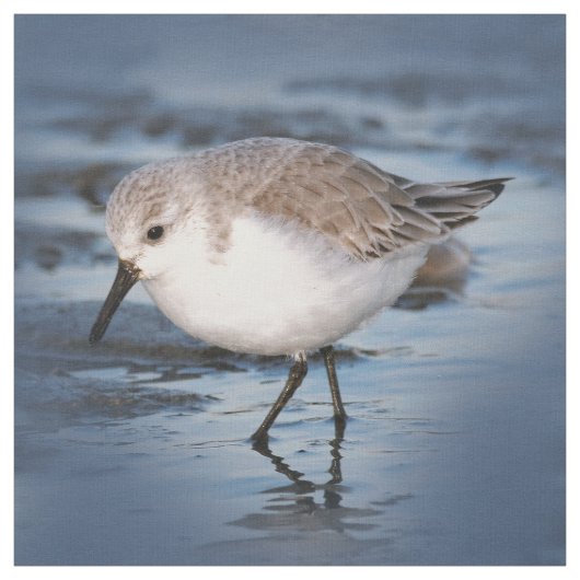 Cute Little Sanderling at the Beach Stof (Swatch)