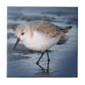 Cute Little Sanderling at the Beach Tegeltje (Voorkant)