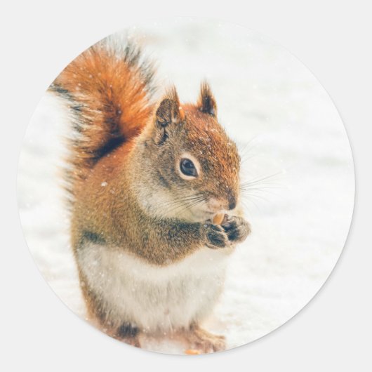 Cute Little Squirrel Eating Nuts Ronde Sticker (Voorkant)
