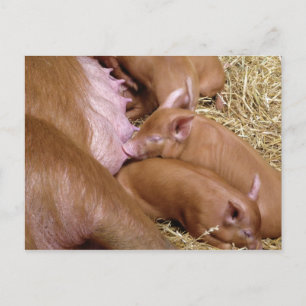 Cute Little Tamworth Piglet - Pig Photography Briefkaart