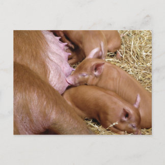 Cute Little Tamworth Piglet - Pig Photography Briefkaart