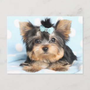 Cute Little Tiny Yorkie Pup-ontwerp Briefkaart