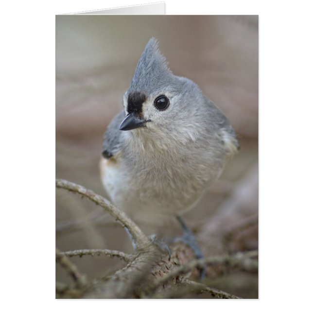 Cute Little Tufted Titmouse (Voorkant)