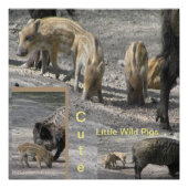 Cute Little Wild Pigs Square Poster (Voorkant)