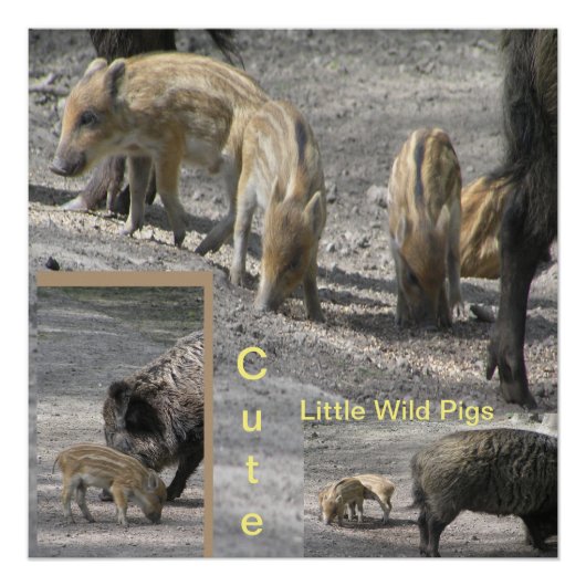 Cute Little Wild Pigs Square Poster (Voorkant)