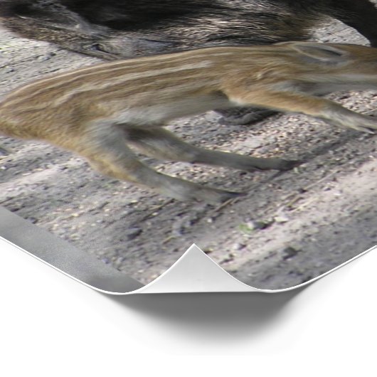 Cute Little Wild Pigs Square Poster (Hoek)