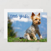 Cute Little Yorkie Terrier Briefkaart (Voorkant / Achterkant)