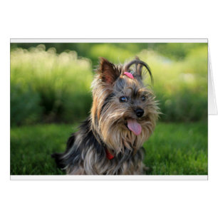Cute Little Yorkshire Terrier Dog