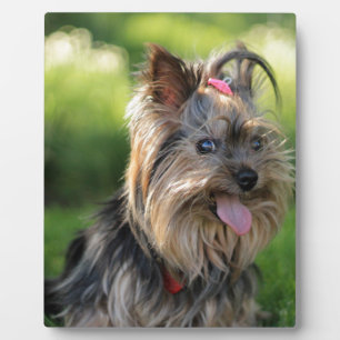 Cute Little Yorkshire Terrier Dog Fotoplaat
