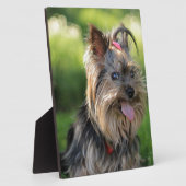 Cute Little Yorkshire Terrier Dog Fotoplaat (Zijkant)