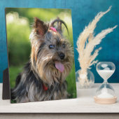 Cute Little Yorkshire Terrier Dog Fotoplaat (Zijkant)
